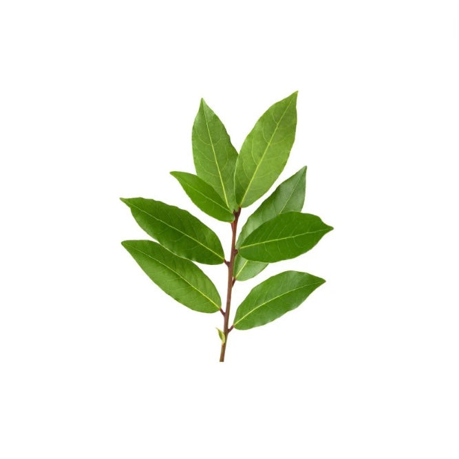 Laurel (Laurus nobilis)