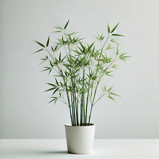 Dwarf bamboo (Pogonatherum paniceum)