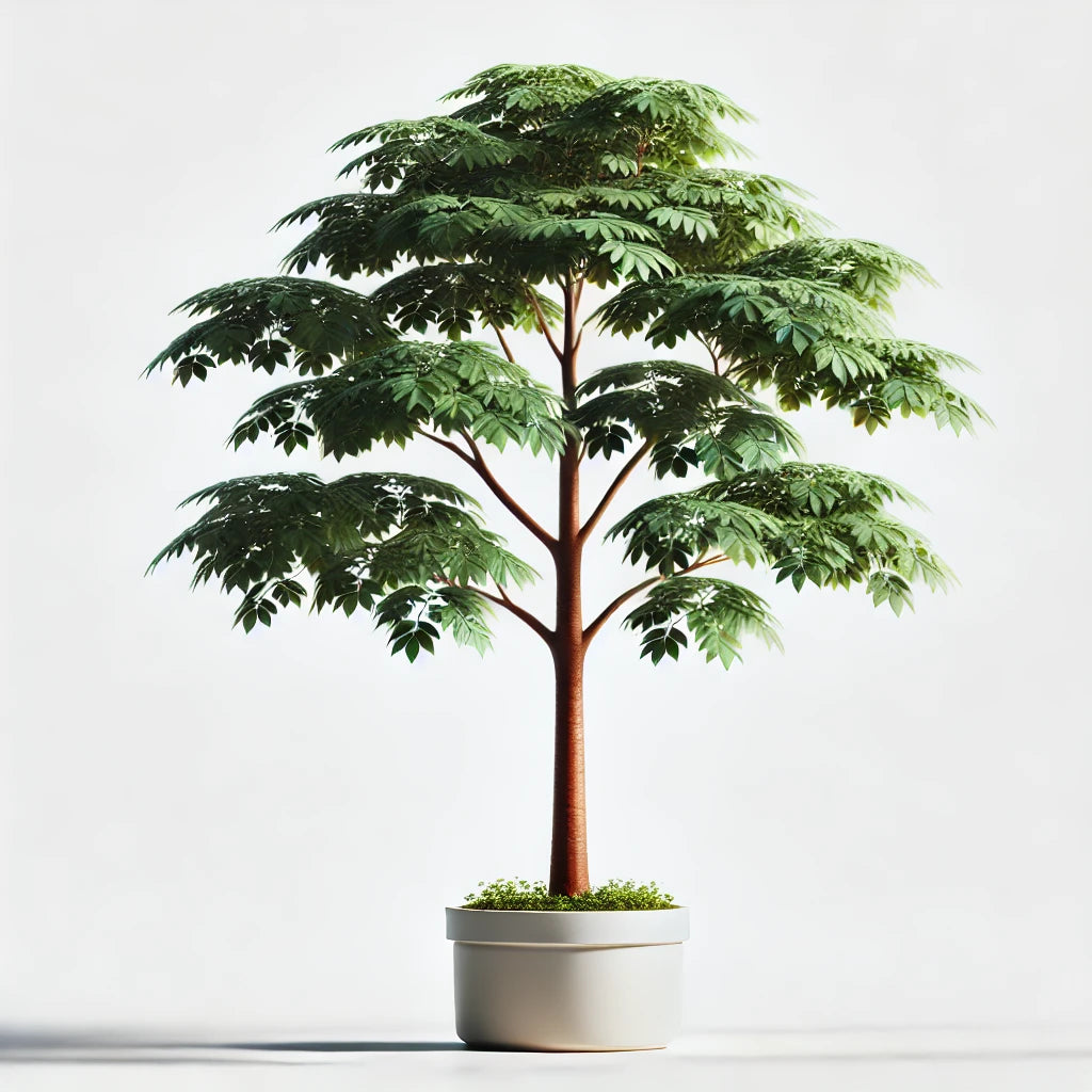 Caoba