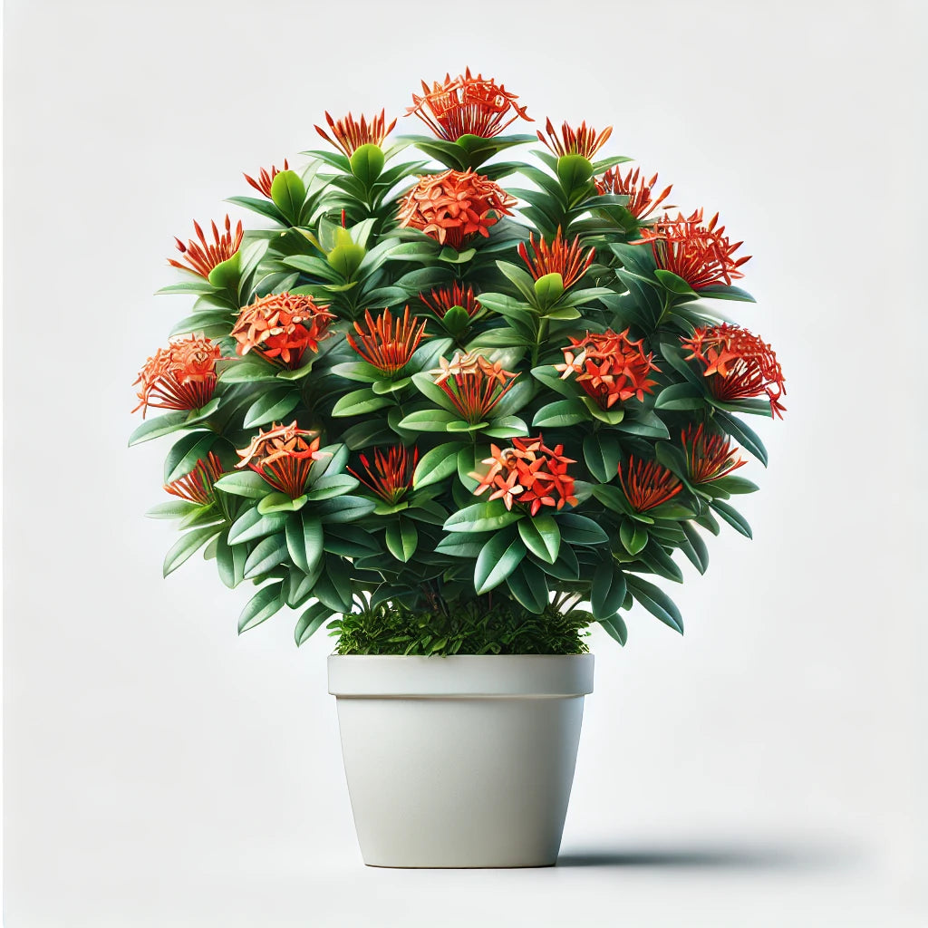 Coralite (Ixora coccinea)