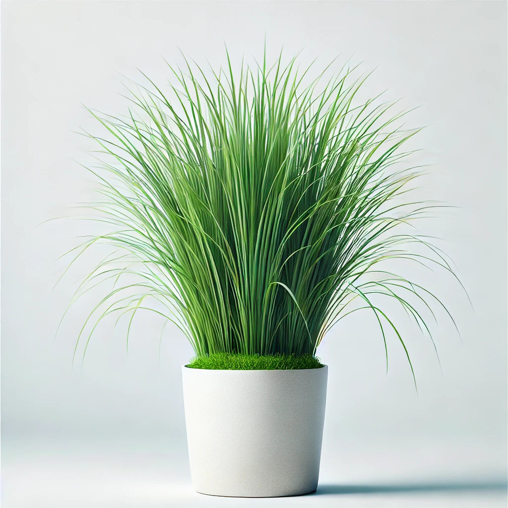 Vetiver (Chrysopongon zizanioides)
