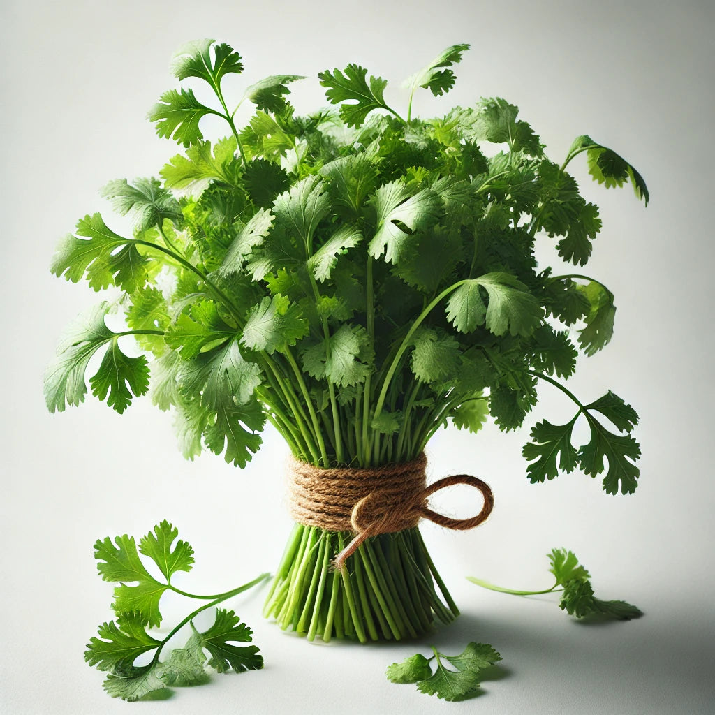 Cilantro