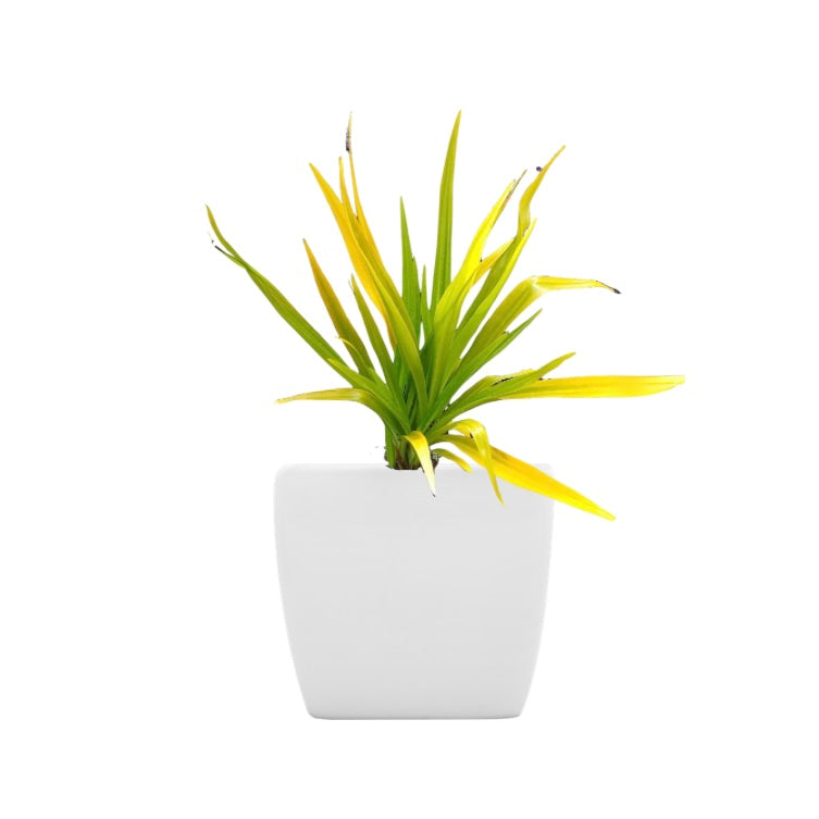 Green liriope (Liriope platyphylla)