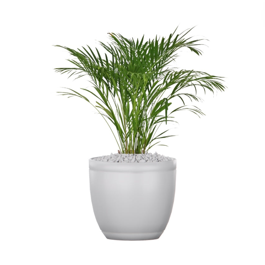 Decorative palm (Chysalidocarpus lutescens)
