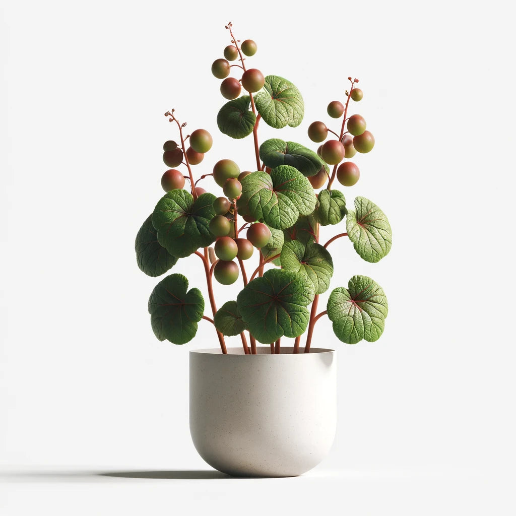 Beach grape (Coccoloba uvifera)