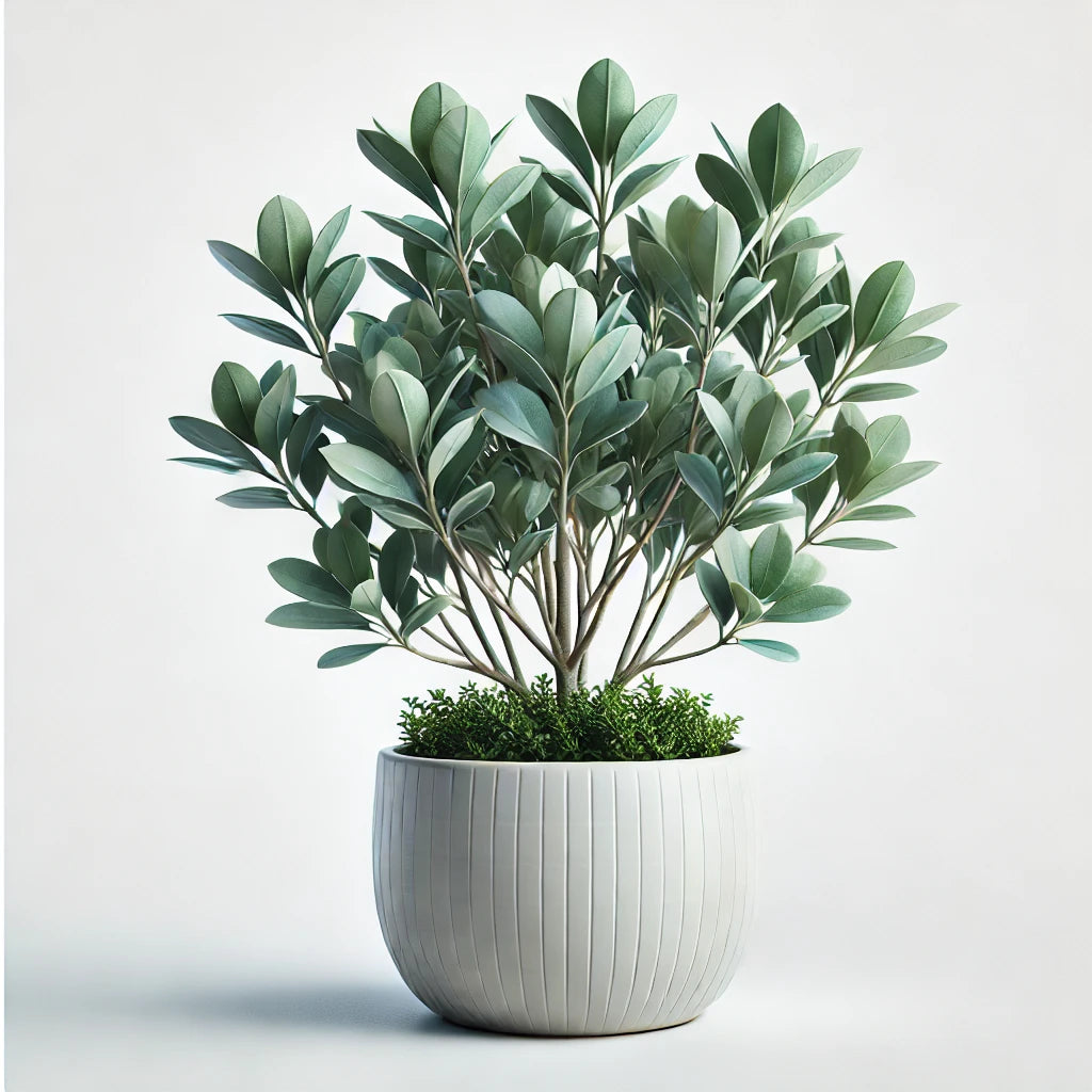 Mangle Plateado (Conocarpus erectus var. sericeus)