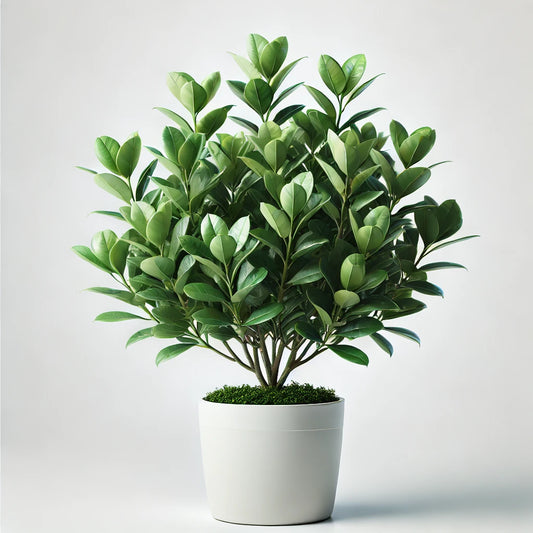 Mangrove squirtweed (Rhizophora mangle)