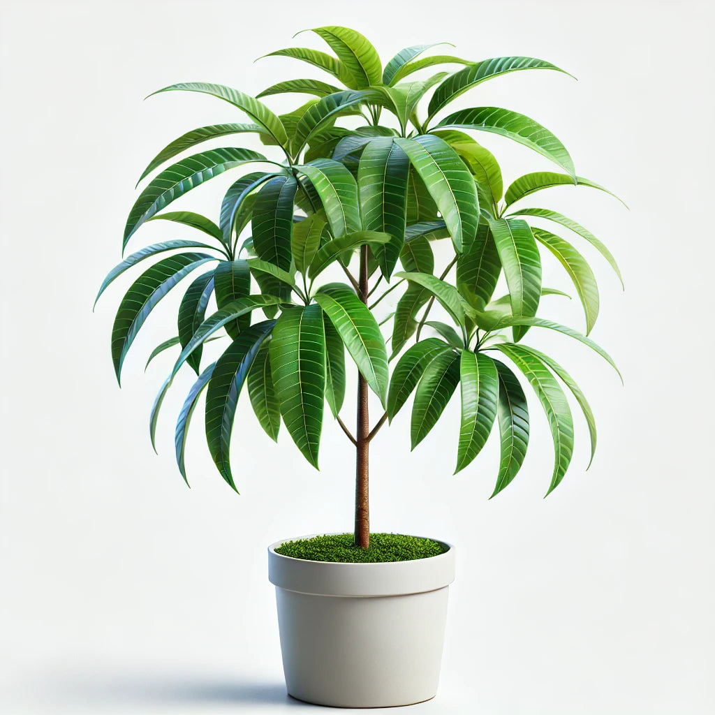 Mango (Mangifera indica)
