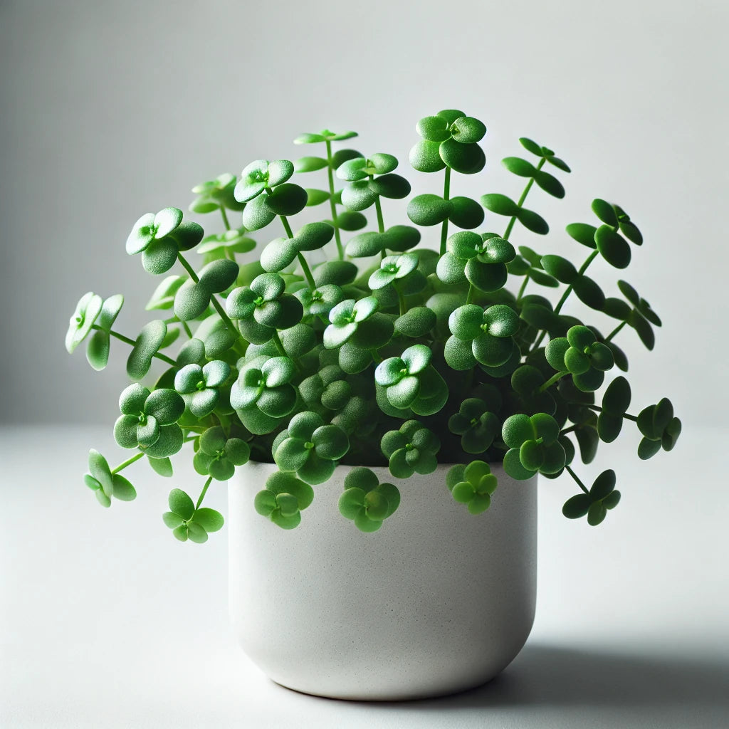 Oreja De Raton (Dichondra repens)