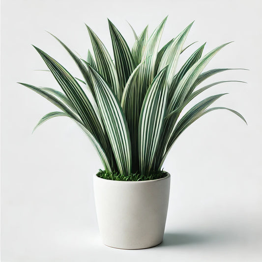 Painted liriope (Liriope spicata)