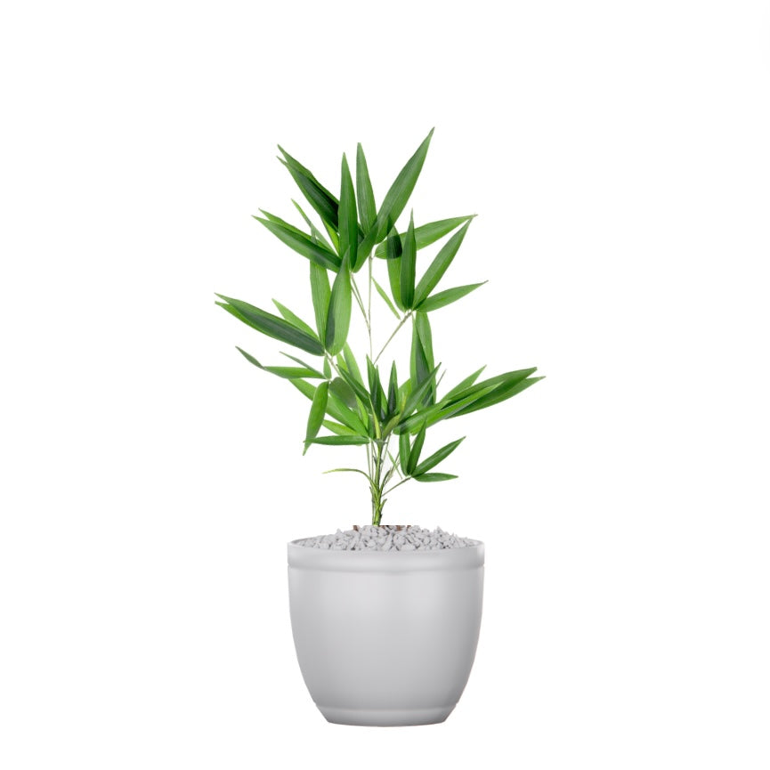 Dwarf bamboo (Pogonatherum paniceum)