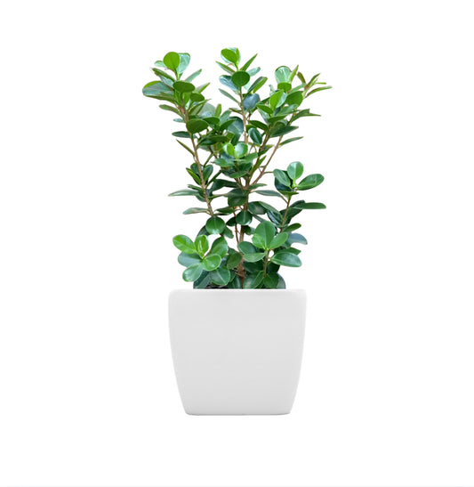 Rubber tree (Ficus elastica)