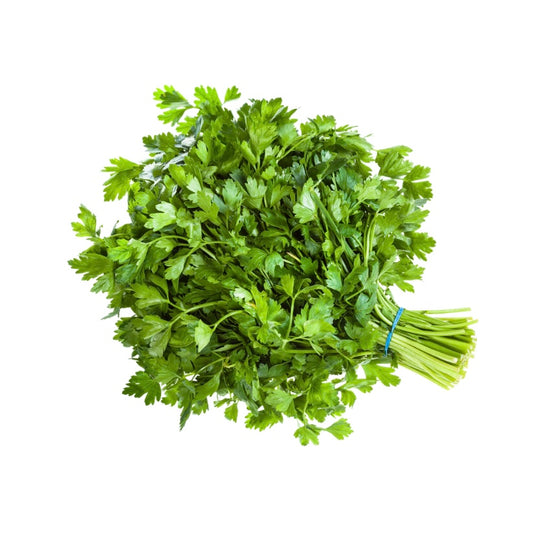 Cilantro