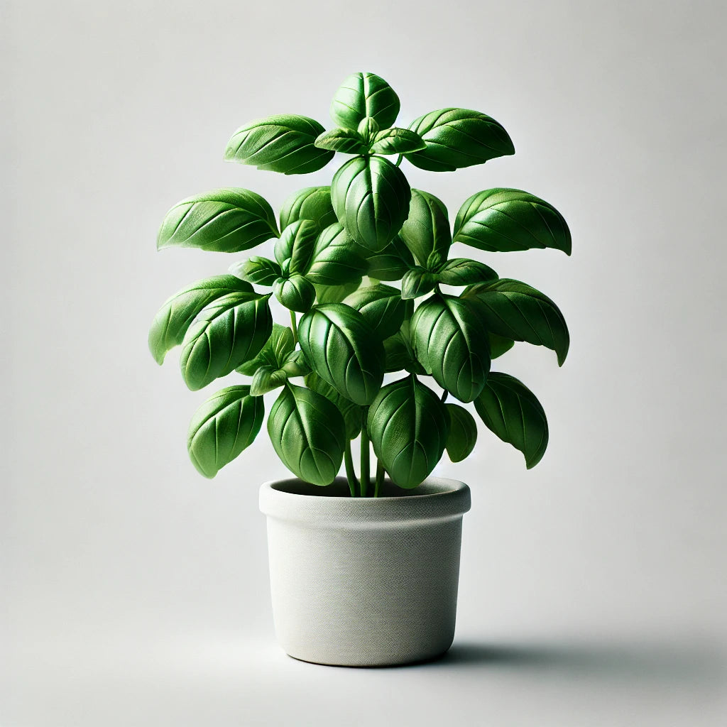 Albahaca (ocimum basilicum)