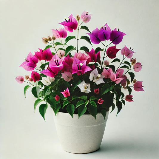 Veraneras (Bougainvillea)