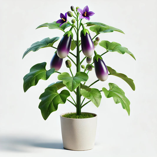 Berenjena (solanum melogena)