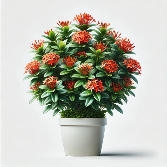 Coralite (Ixora coccinea)