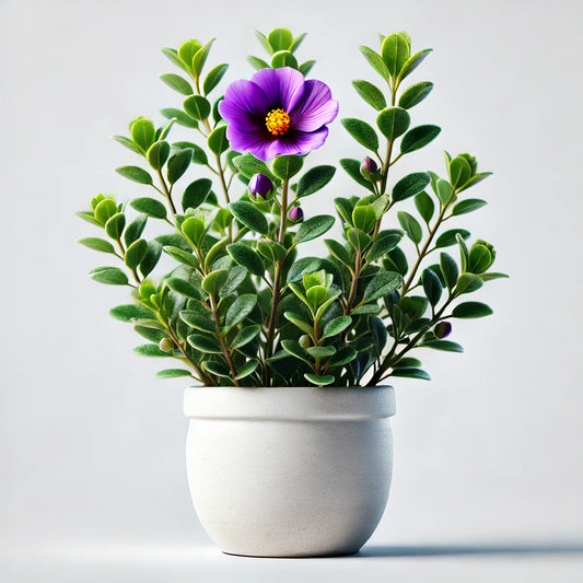 Cartagena rockrose (Cistus heterophyllus subsp)