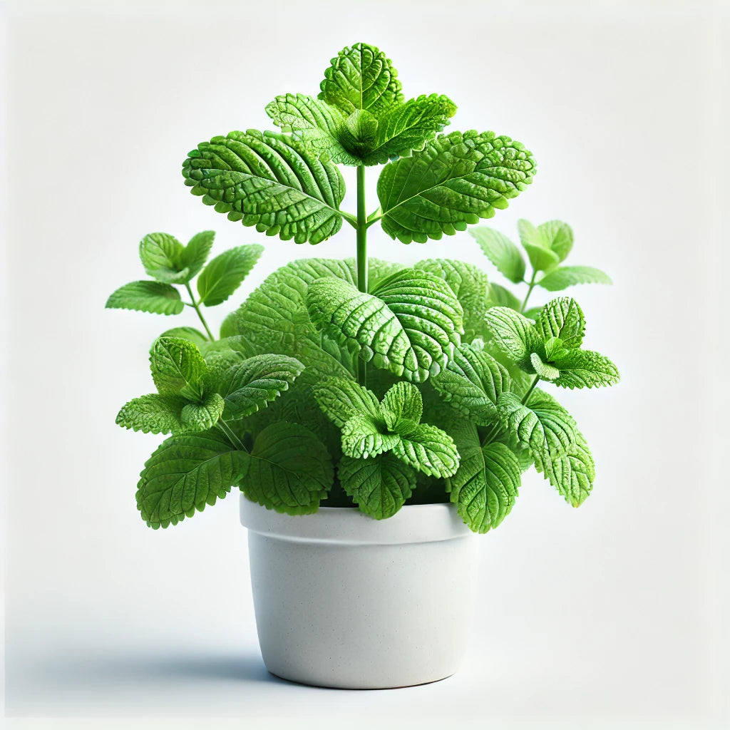 Oregano (Origanum vulgare)