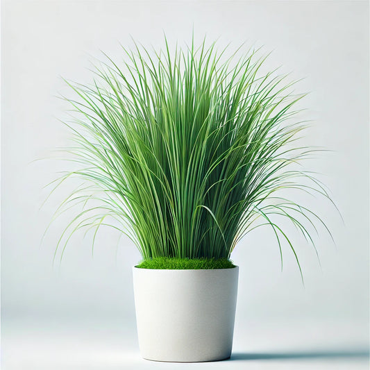 Vetiver (Chrysopongon zizanioides)
