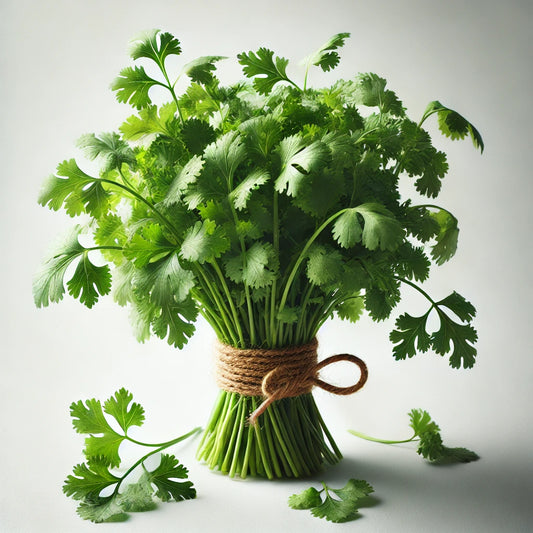 Cilantro