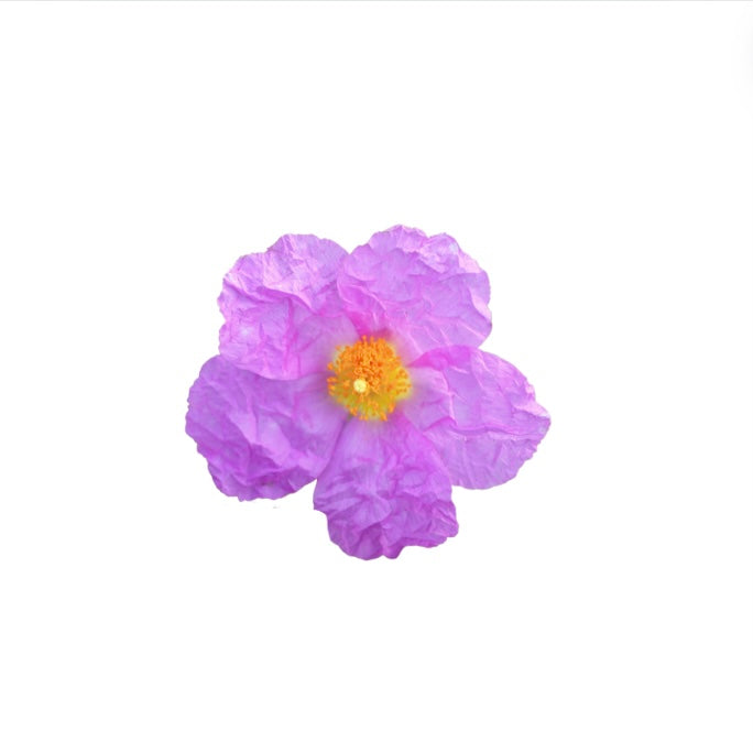 Jara de Cartagena (Cistus heterophyllus subsp)
