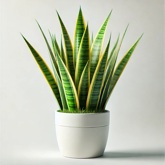 Lengua de Suegra Amarilla (Sansevieria trifasciata 'Laurentii')