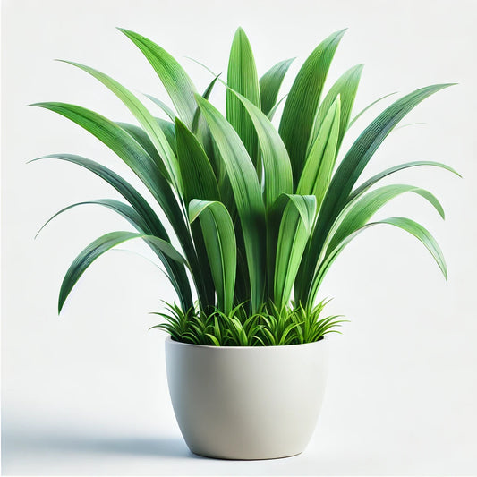 Liriope Verde