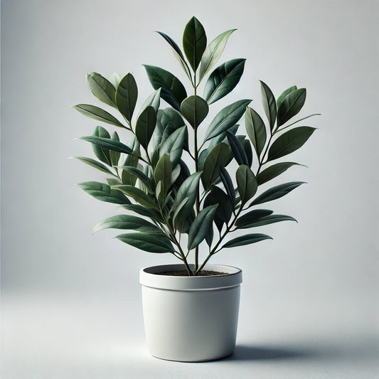 Laurel (Laurus nobilis)