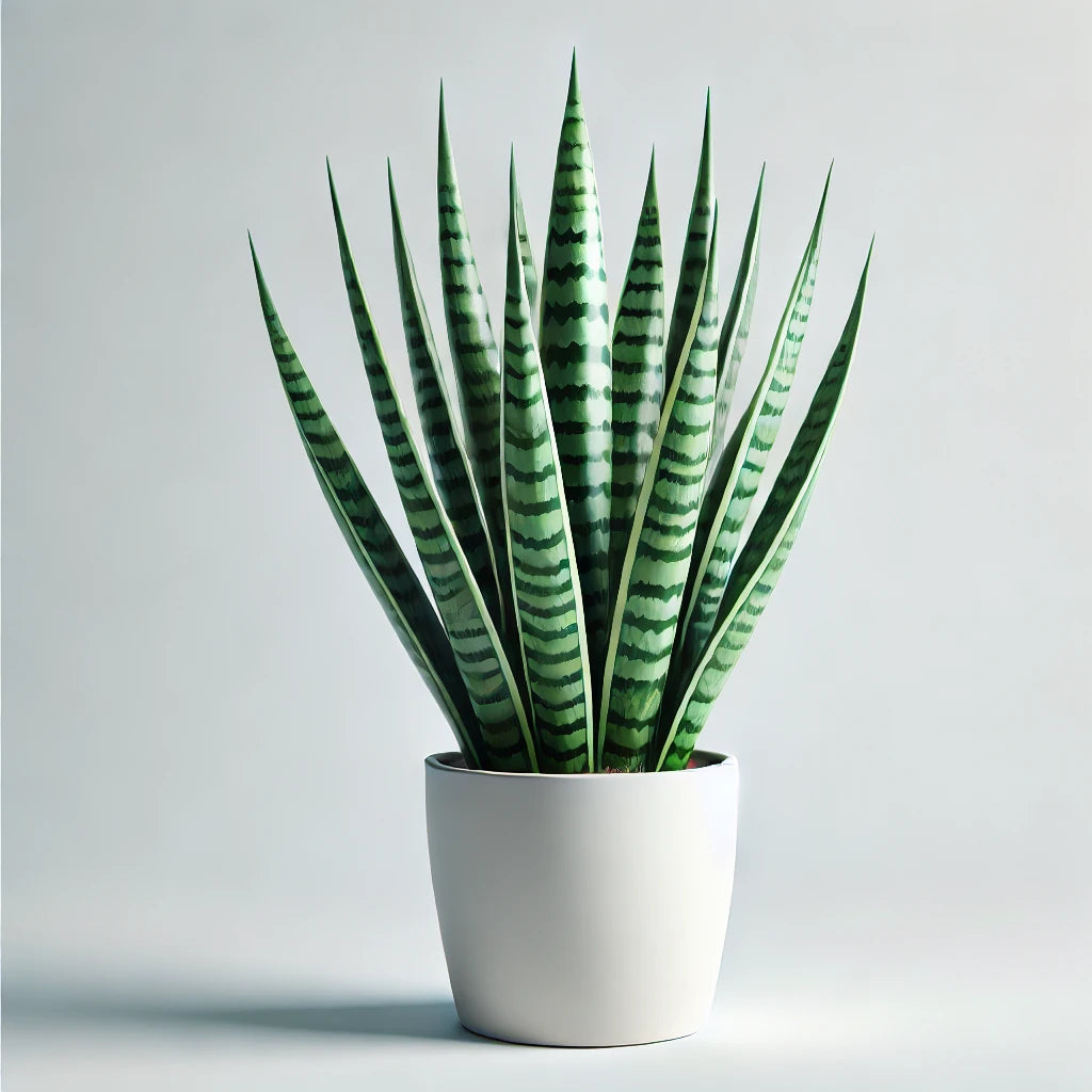 Lengua de Suegra Verde (Sansevieria trifasciata)