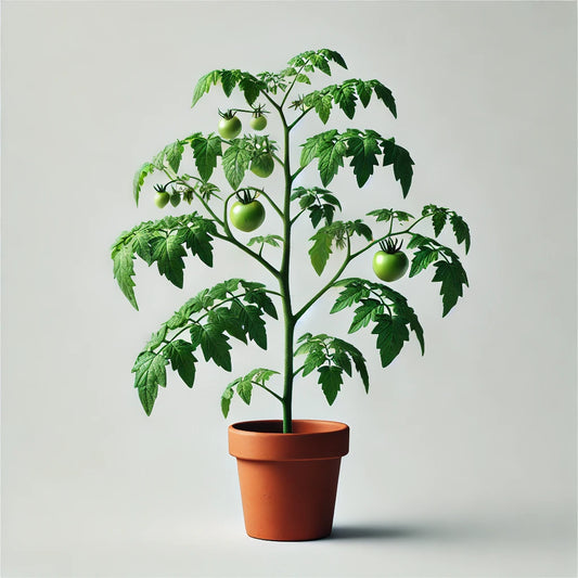 Tomato