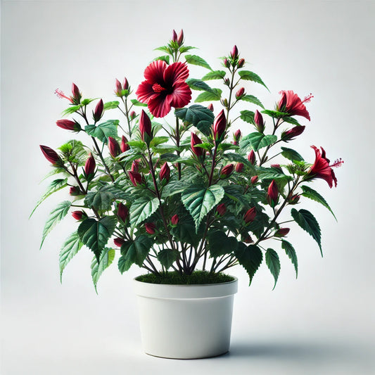Roselle flower (Hibiscus sabdariffa)