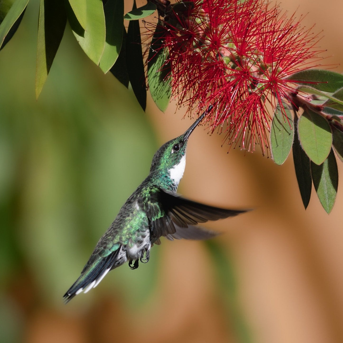 Birdwatching at Dawn or Dusk 