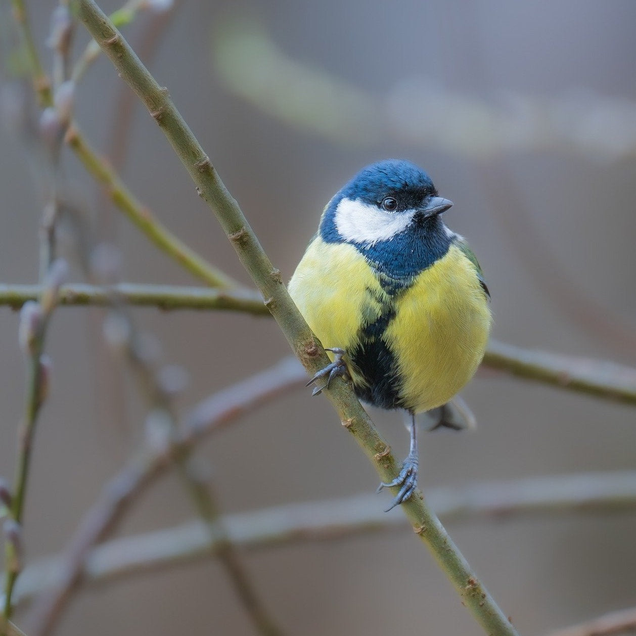 Birdwatching at Dawn or Dusk 